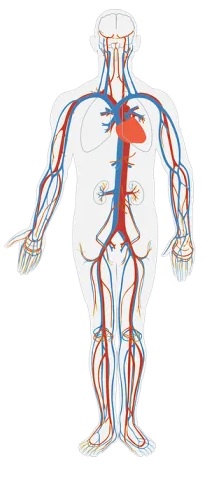 Images human body