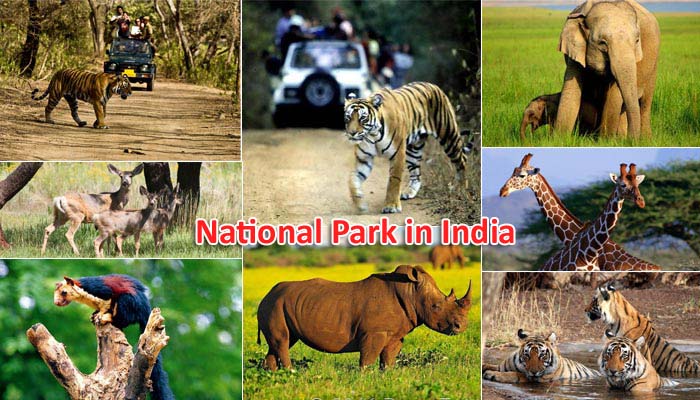 natinal park in india